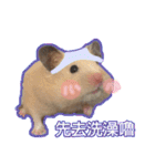 yogurt hamster~~~~（個別スタンプ：23）