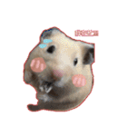 yogurt hamster~~~~（個別スタンプ：25）