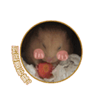 yogurt hamster~~~~（個別スタンプ：26）