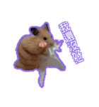 yogurt hamster~~~~（個別スタンプ：27）