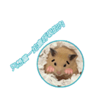 yogurt hamster~~~~（個別スタンプ：28）
