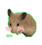 yogurt hamster~~~~（個別スタンプ：29）