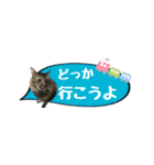 癒し猫**実写** 夏Ver（個別スタンプ：8）