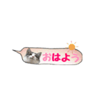 癒し猫**実写** 夏Ver（個別スタンプ：9）