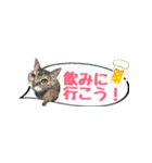 癒し猫**実写** 夏Ver（個別スタンプ：12）