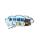 癒し猫**実写** 夏Ver（個別スタンプ：13）