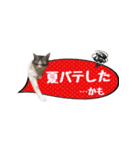 癒し猫**実写** 夏Ver（個別スタンプ：21）