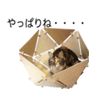 DecoraMeowスタッフネコスタンプ（個別スタンプ：4）