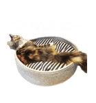 DecoraMeowスタッフネコスタンプ（個別スタンプ：5）