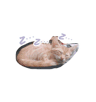 Bobo's happy time（個別スタンプ：5）