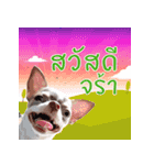 Salim the Funny Dog（個別スタンプ：1）
