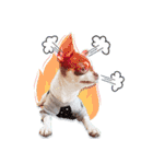 Salim the Funny Dog（個別スタンプ：2）