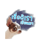 Salim the Funny Dog（個別スタンプ：3）