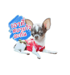 Salim the Funny Dog（個別スタンプ：5）