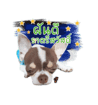 Salim the Funny Dog（個別スタンプ：6）