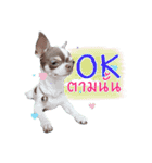Salim the Funny Dog（個別スタンプ：7）