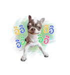 Salim the Funny Dog（個別スタンプ：9）
