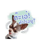 Salim the Funny Dog（個別スタンプ：10）