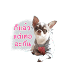 Salim the Funny Dog（個別スタンプ：11）