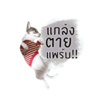 Salim the Funny Dog（個別スタンプ：13）