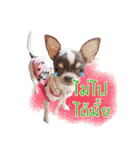 Salim the Funny Dog（個別スタンプ：15）
