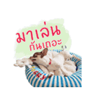 Salim the Funny Dog（個別スタンプ：16）