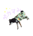 黒豆柴-小梅-（個別スタンプ：1）