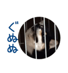 黒豆柴-小梅-（個別スタンプ：2）