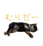 黒豆柴-小梅-（個別スタンプ：4）