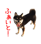 黒豆柴-小梅-（個別スタンプ：5）