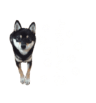 黒豆柴-小梅-（個別スタンプ：6）