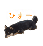 黒豆柴-小梅-（個別スタンプ：8）
