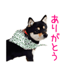 黒豆柴-小梅-（個別スタンプ：10）