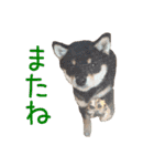 黒豆柴-小梅-（個別スタンプ：11）