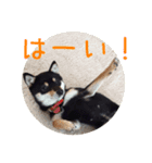 黒豆柴-小梅-（個別スタンプ：12）
