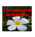 Plumeria of happiness cheer in factory（個別スタンプ：1）