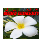 Plumeria of happiness cheer in factory（個別スタンプ：2）