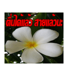 Plumeria of happiness cheer in factory（個別スタンプ：4）