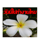 Plumeria of happiness cheer in factory（個別スタンプ：5）