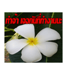 Plumeria of happiness cheer in factory（個別スタンプ：6）