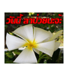 Plumeria of happiness cheer in factory（個別スタンプ：7）