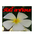Plumeria of happiness cheer in factory（個別スタンプ：8）