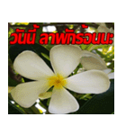 Plumeria of happiness cheer in factory（個別スタンプ：9）