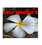 Plumeria of happiness cheer in factory（個別スタンプ：11）