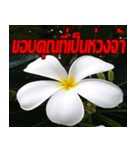 Plumeria of happiness cheer in factory（個別スタンプ：12）