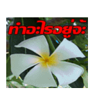 Plumeria of happiness cheer in factory（個別スタンプ：13）