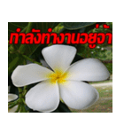 Plumeria of happiness cheer in factory（個別スタンプ：14）