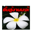 Plumeria of happiness cheer in factory（個別スタンプ：15）