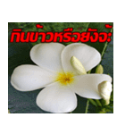 Plumeria of happiness cheer in factory（個別スタンプ：16）