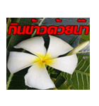 Plumeria of happiness cheer in factory（個別スタンプ：17）